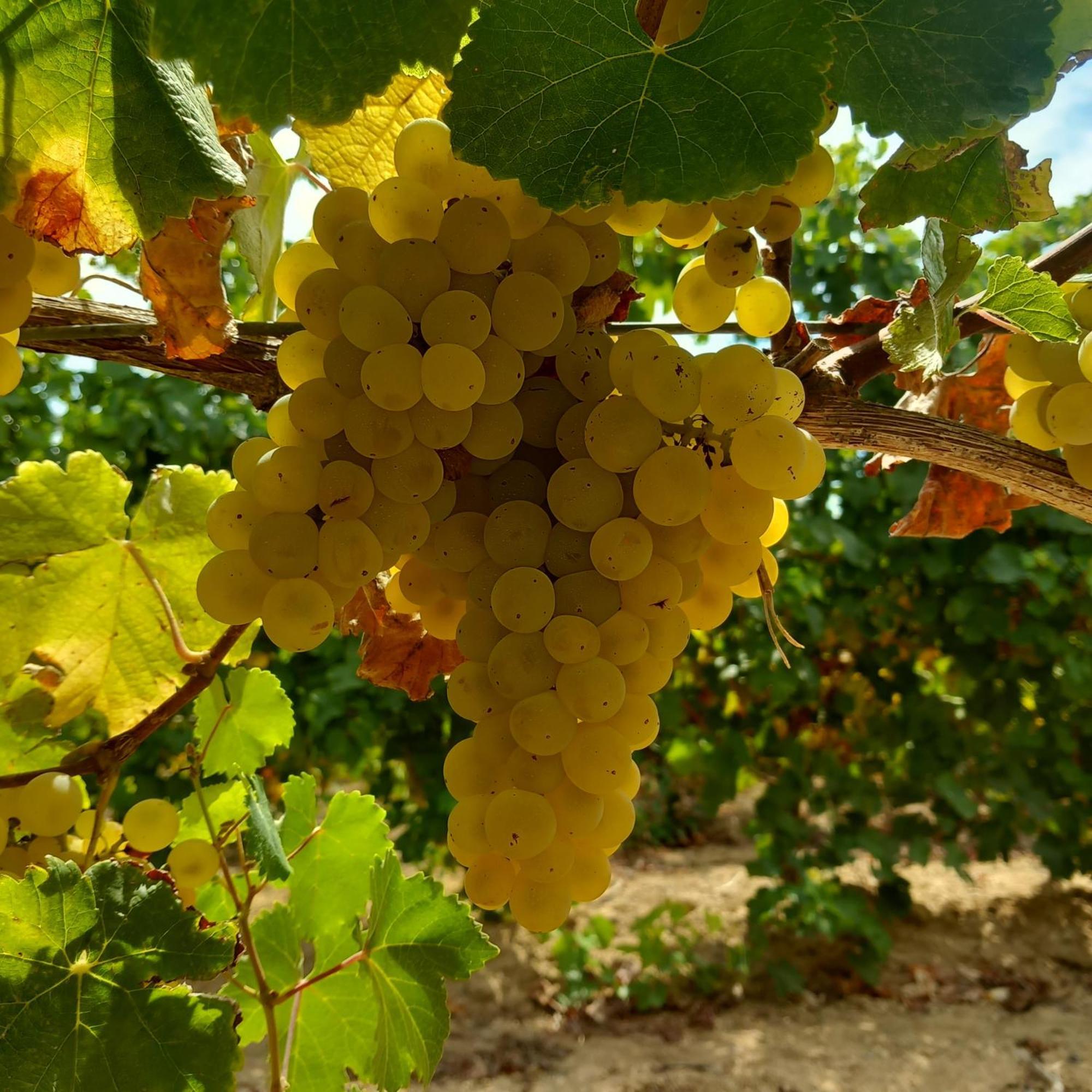 Agriturismo Il Melograno Riola Sardo Exterior foto